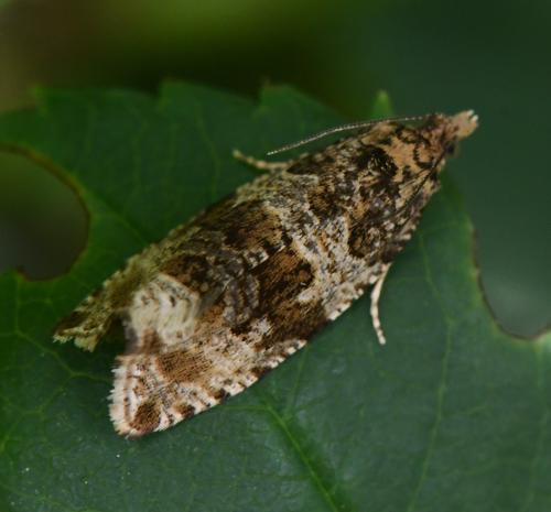 Orthotaenia undulana